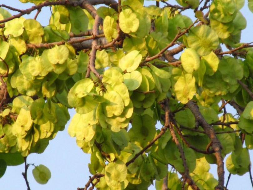 Trópusi parafa, Holoptelea integrifolia, évelő, fásszárú